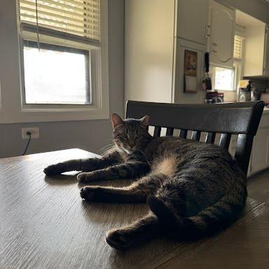 Enlarge Sage, a Adoptable Domestic Short Hair in South Elgin, IL image 4/6