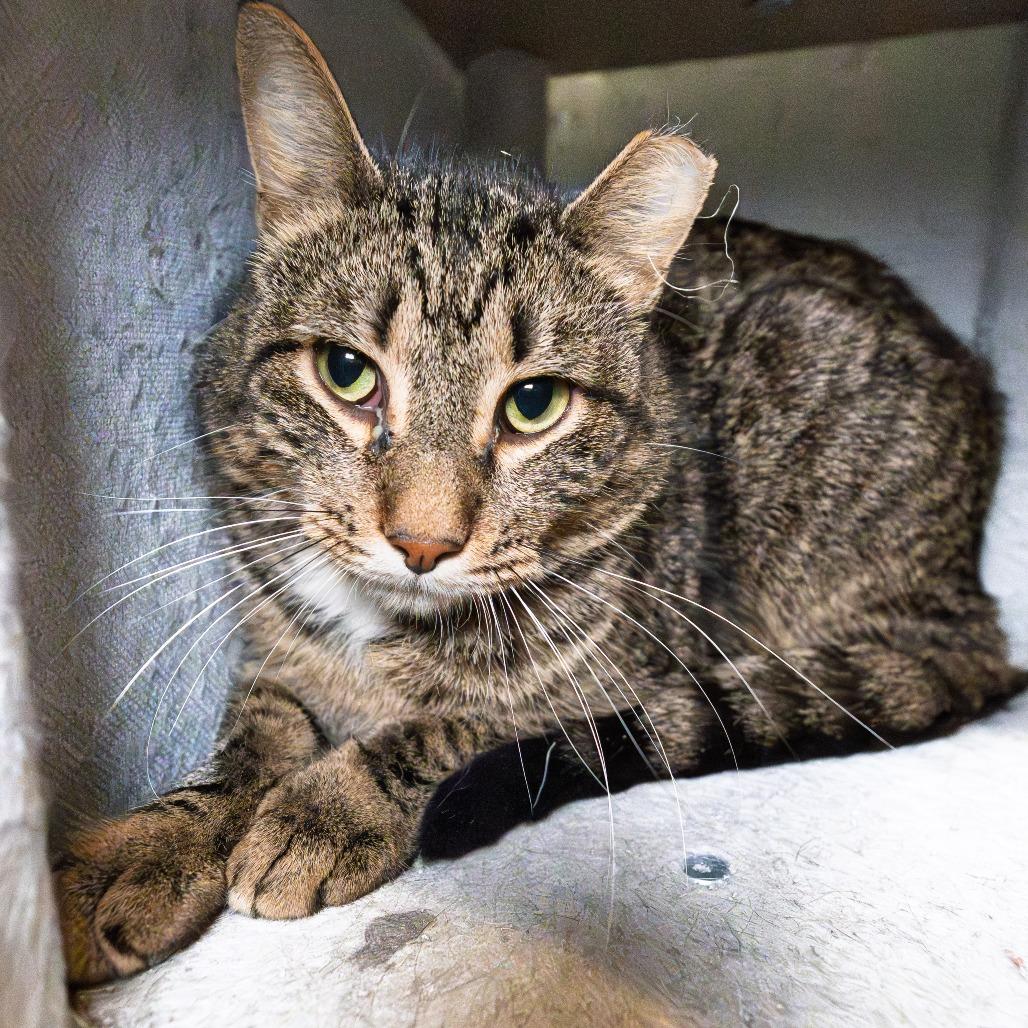 Enlarge Sage, a Adoptable Domestic Short Hair in South Elgin, IL image 2/5