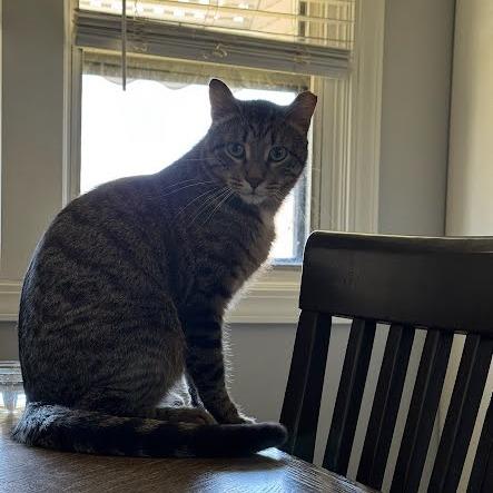 Enlarge Sage, a Adoptable Domestic Short Hair in South Elgin, IL image 6/6