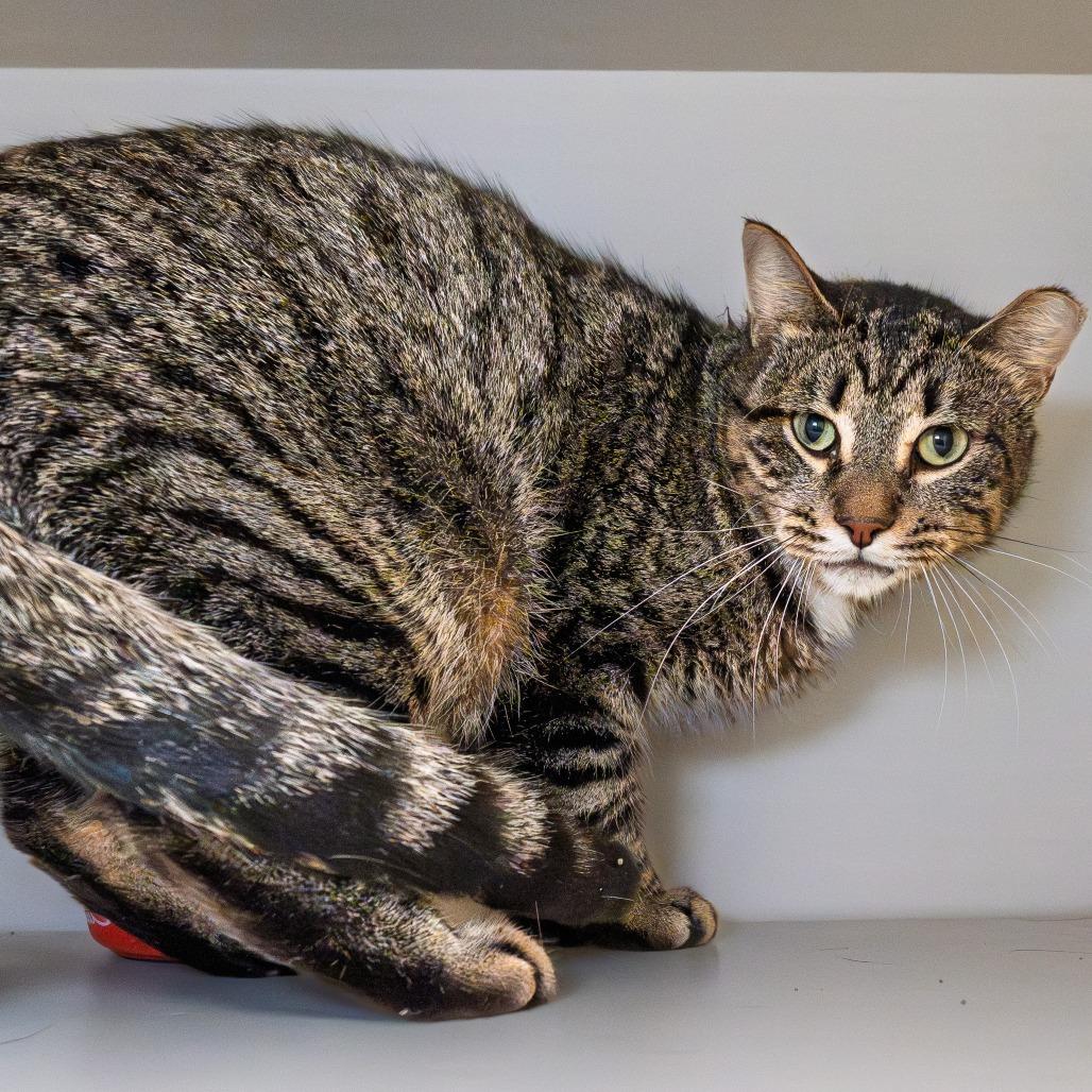 Enlarge Sage, a Adoptable Domestic Short Hair in South Elgin, IL image 4/5