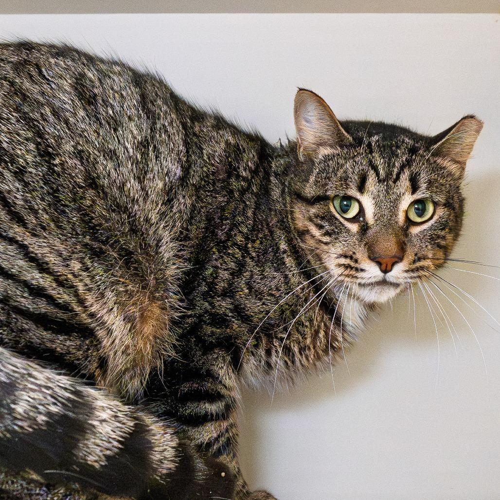 Enlarge Sage, a Adoptable Domestic Short Hair in South Elgin, IL image 5/5