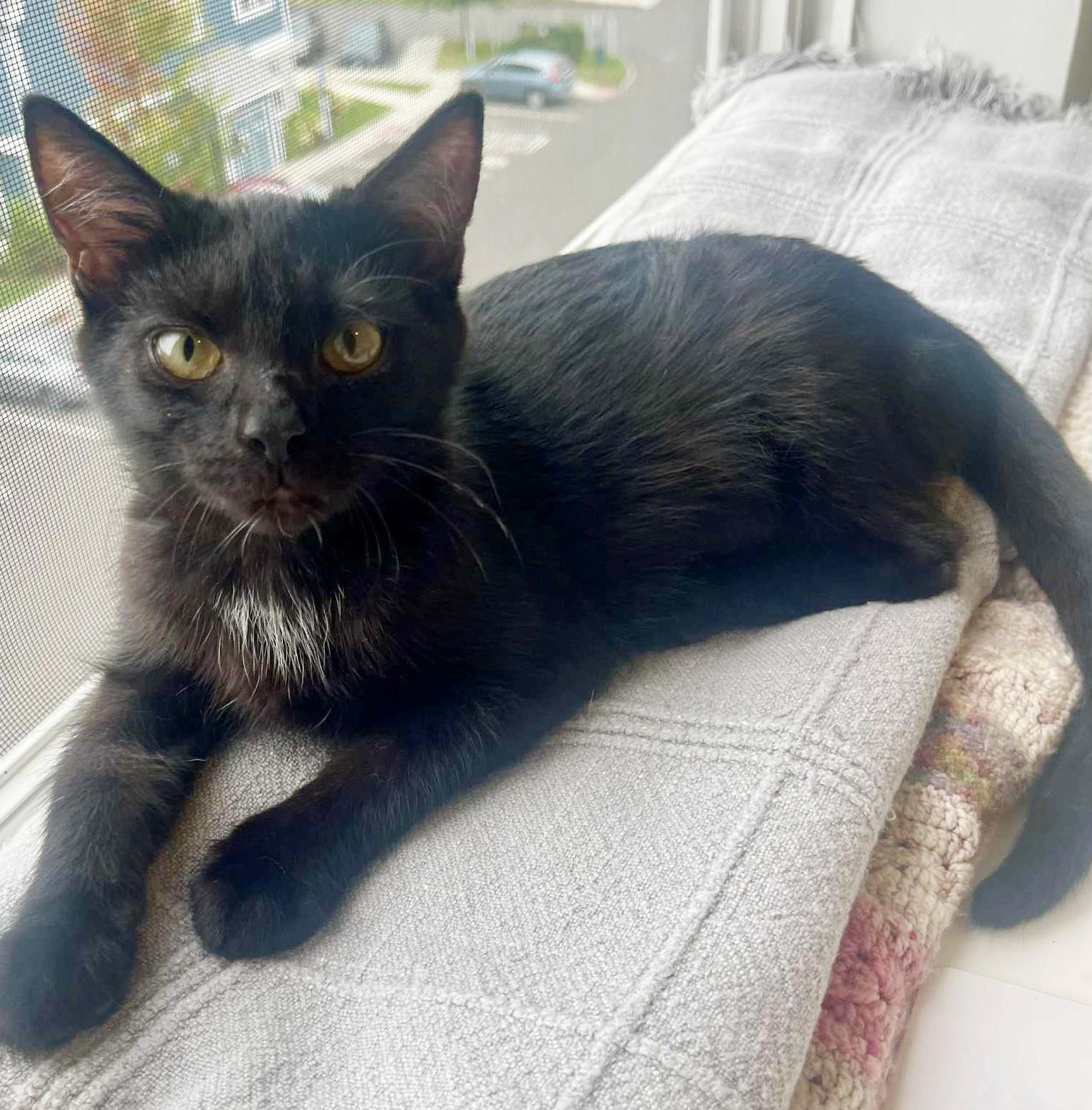 Crash is a crazy CHOCOLATE cutie! Lap kitten! FOUND IN CAR!! VIDEO!!, an adoptable Bombay, Havana in Bedford Hills, NY, 10507 | Photo Image 1