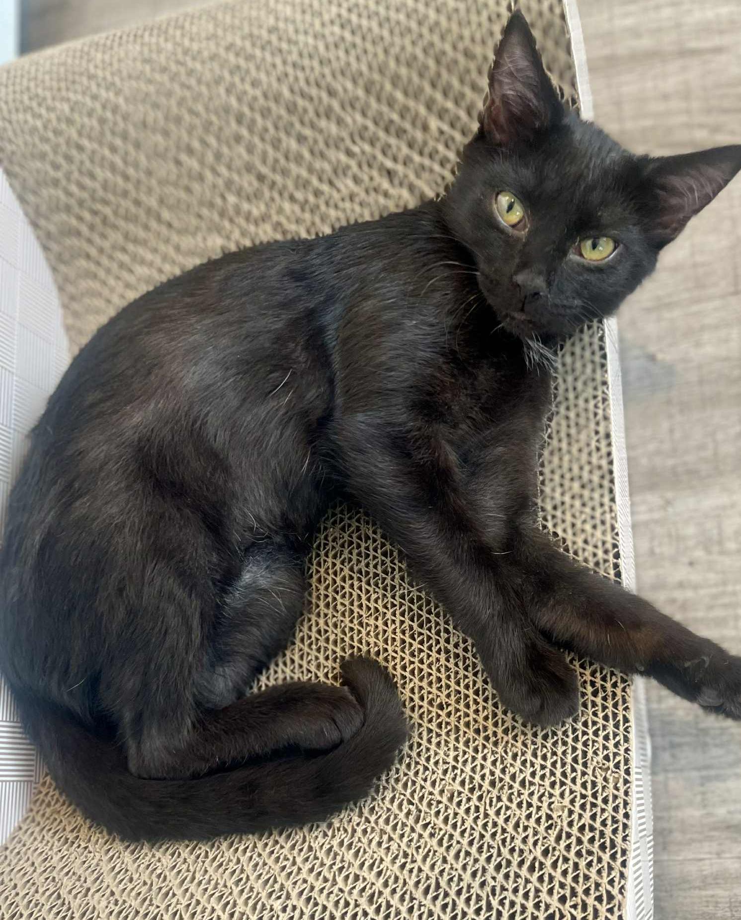 Crash is a crazy CHOCOLATE cutie! Lap kitten! FOUND IN CAR!! VIDEO!!, an adoptable Bombay, Havana in Bedford Hills, NY, 10507 | Photo Image 2