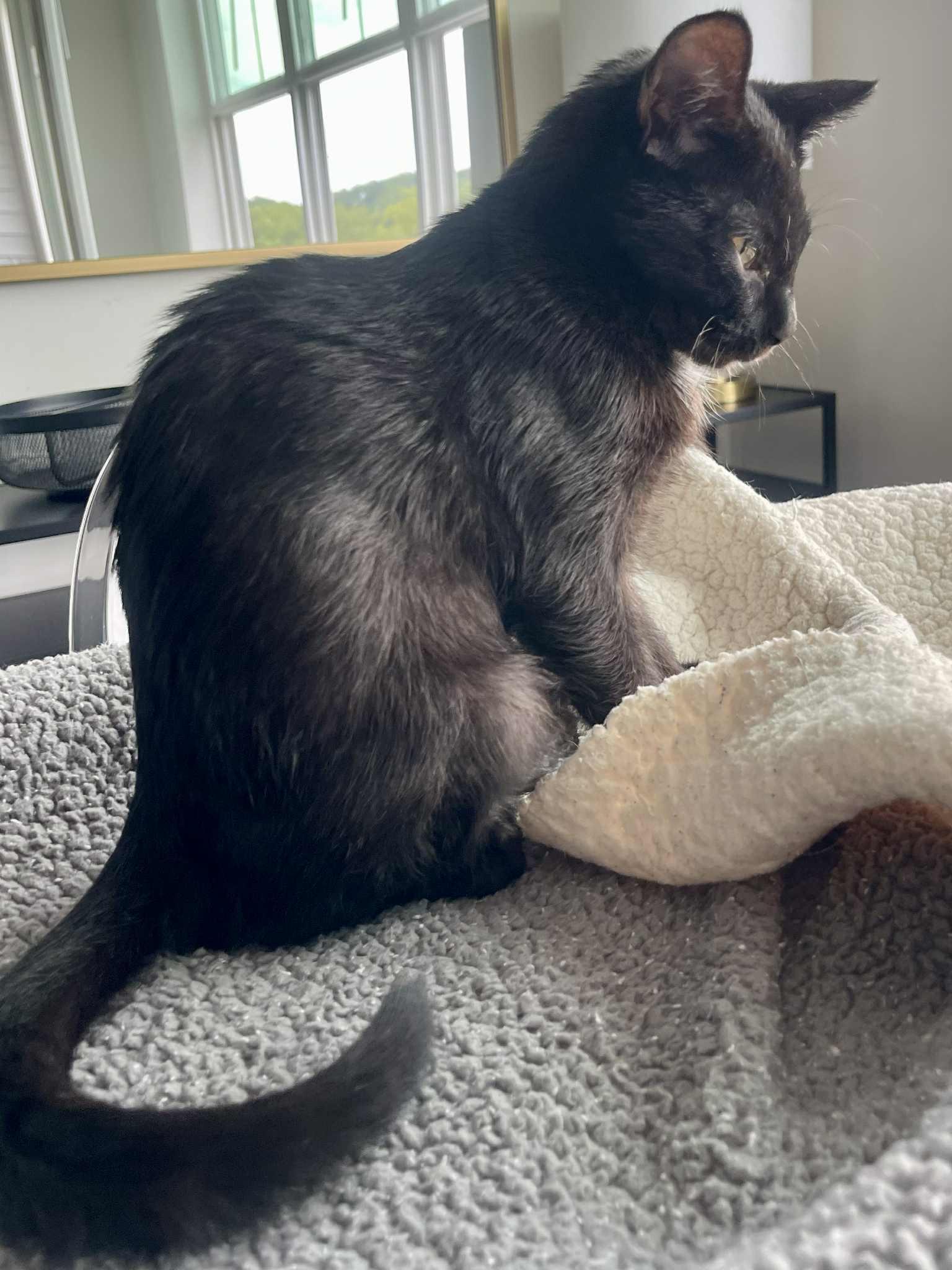 Crash is a crazy CHOCOLATE cutie! Lap kitten! FOUND IN CAR!! VIDEO!!, an adoptable Bombay, Havana in Bedford Hills, NY, 10507 | Photo Image 5