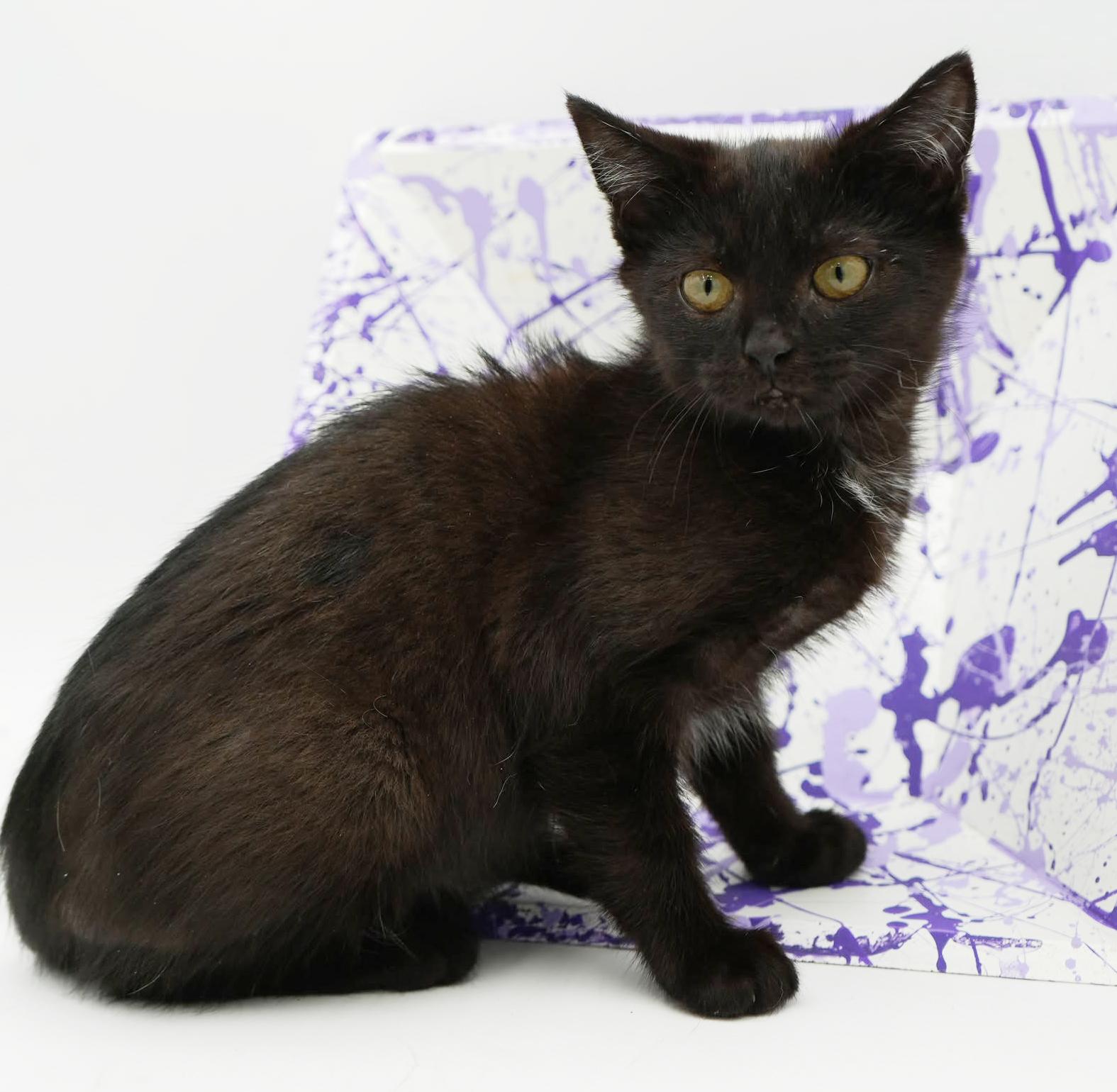 Crash is a crazy CHOCOLATE cutie! Lap kitten! FOUND IN CAR!! VIDEO!!, an adoptable Bombay, Havana in Bedford Hills, NY, 10507 | Photo Image 4