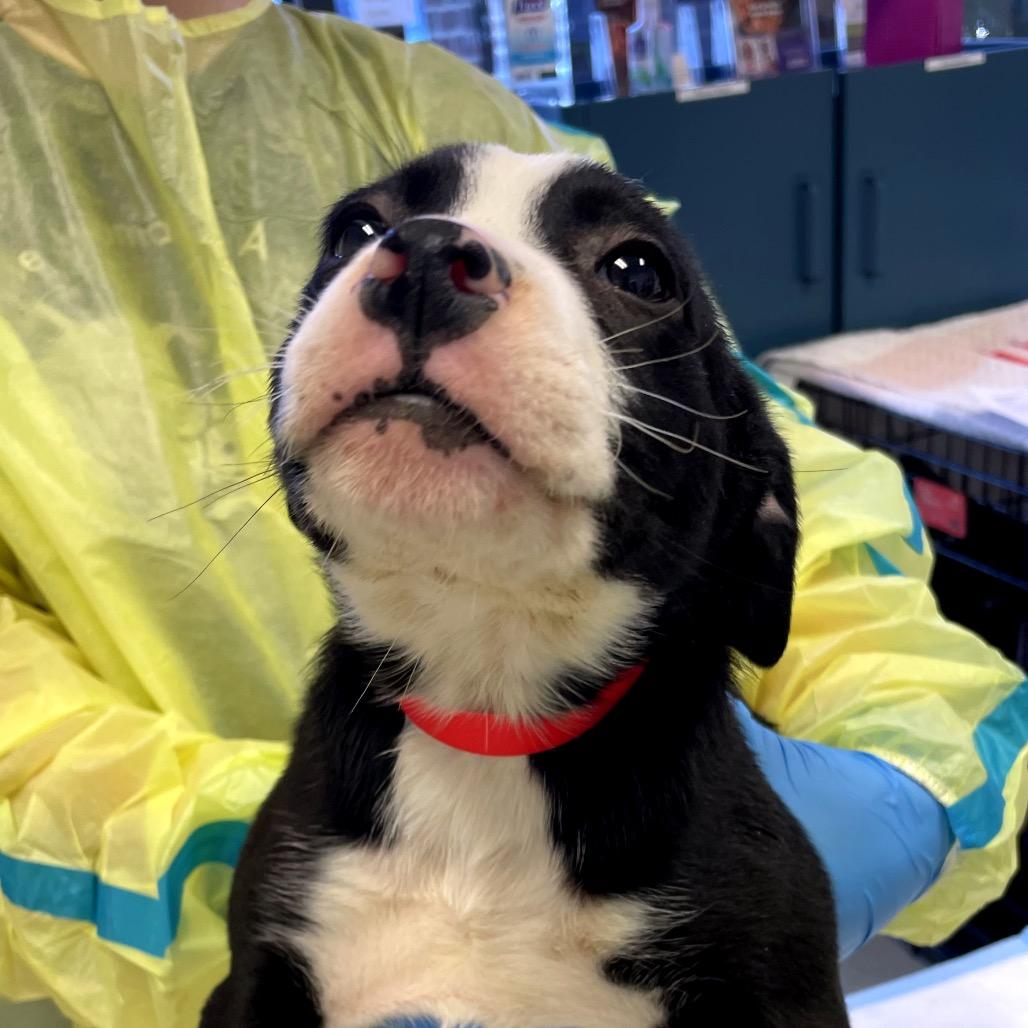 Dumpling, Adoptable, Puppy Male Pit Bull Terrier & Mixed Breed.