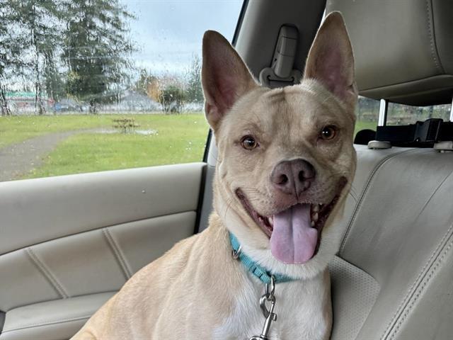 Enlarge RASPUTIN, a Adoptable mixed breed in Tacoma, WA image 1/1