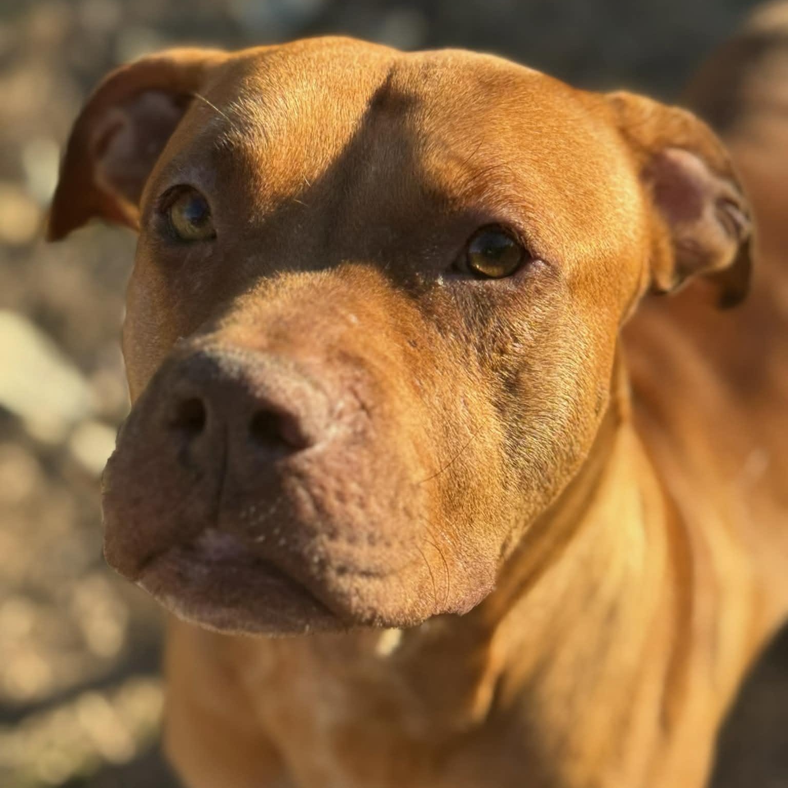 Enlarge Ginger, a ADOPTABLE mixed breed in Williston, VT image 3/6