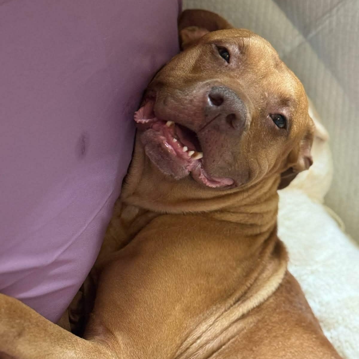 Enlarge Ginger, a ADOPTABLE mixed breed in Williston, VT image 5/6