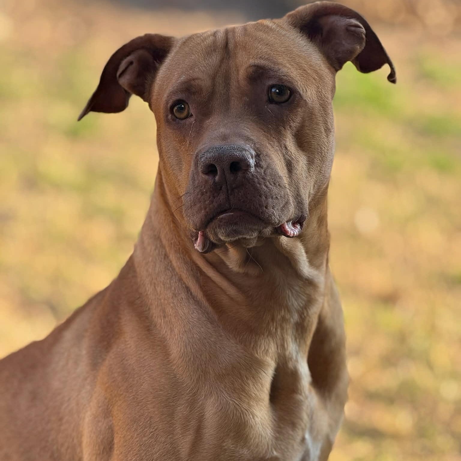 Enlarge Ginger, a ADOPTABLE mixed breed in Williston, VT image 2/6