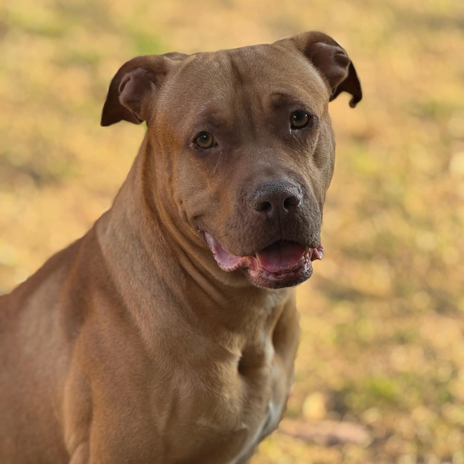 Enlarge Ginger, a ADOPTABLE mixed breed in Williston, VT image 4/6