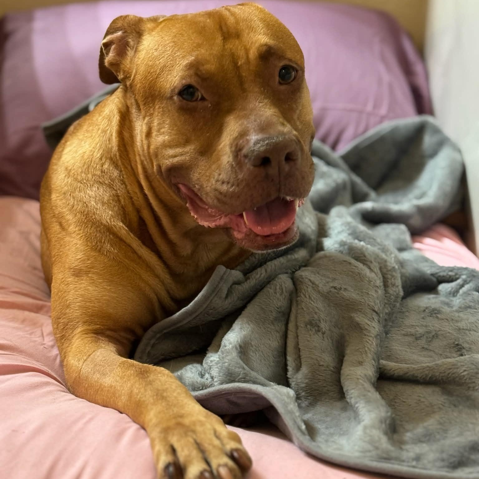 Enlarge Ginger, a ADOPTABLE mixed breed in Williston, VT image 1/6