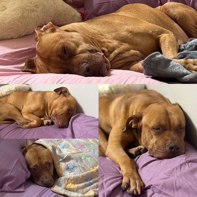 Ginger — thumbnail 6