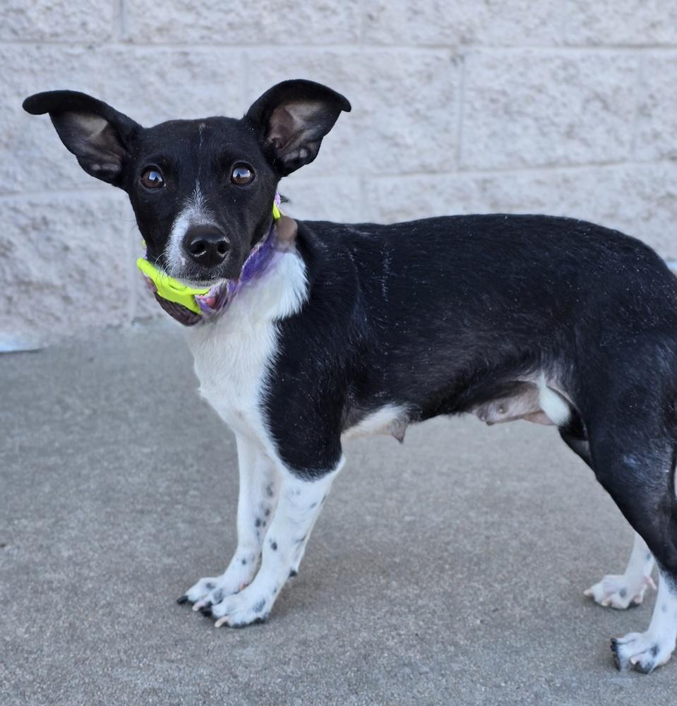 Shelly, Adoptable, Adult Female Chihuahua.