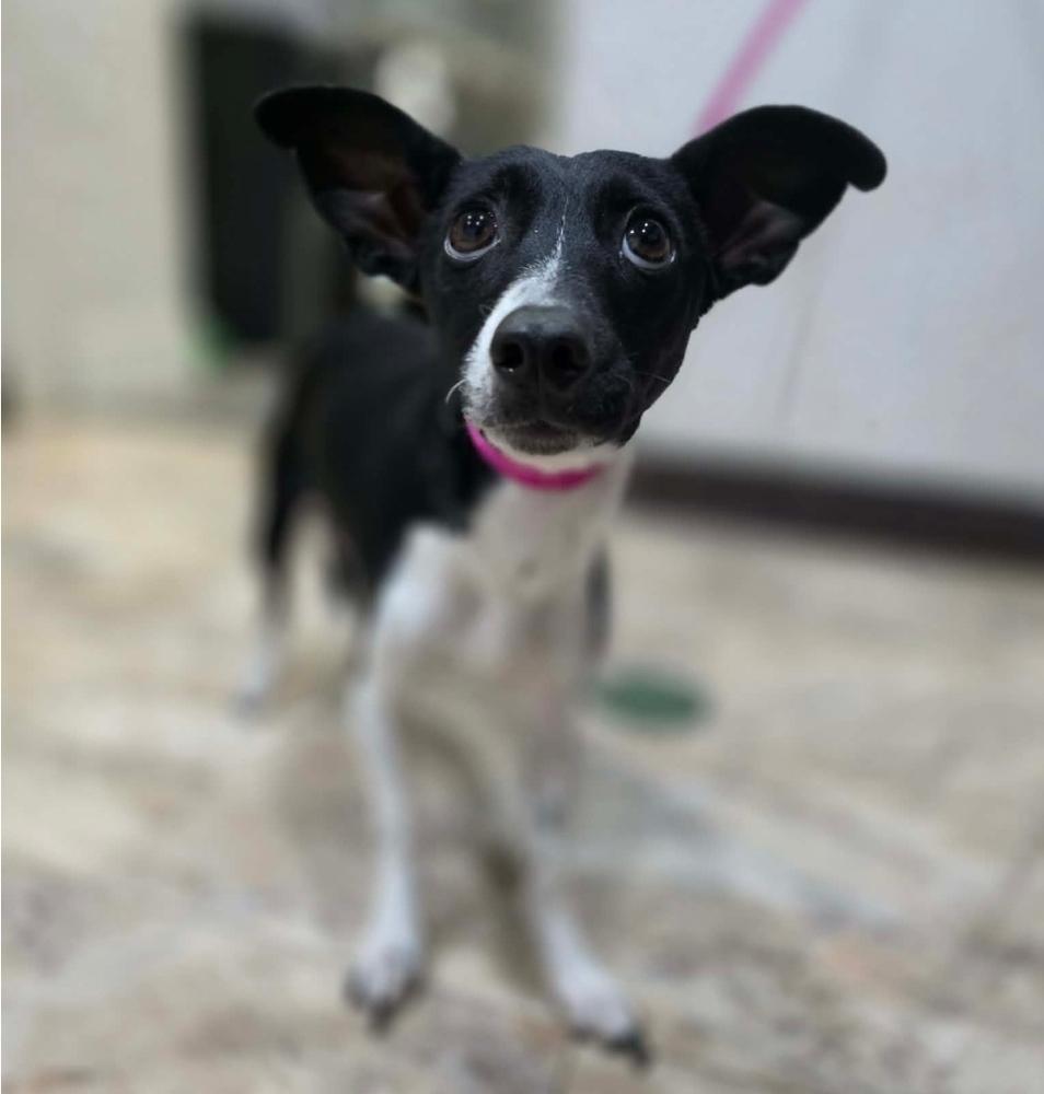 Enlarge Shelly, a Adoptable mixed breed in Sedalia, CO image 2/6