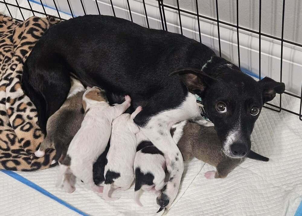 Enlarge Shelly, a Adoptable mixed breed in Sedalia, CO image 4/6