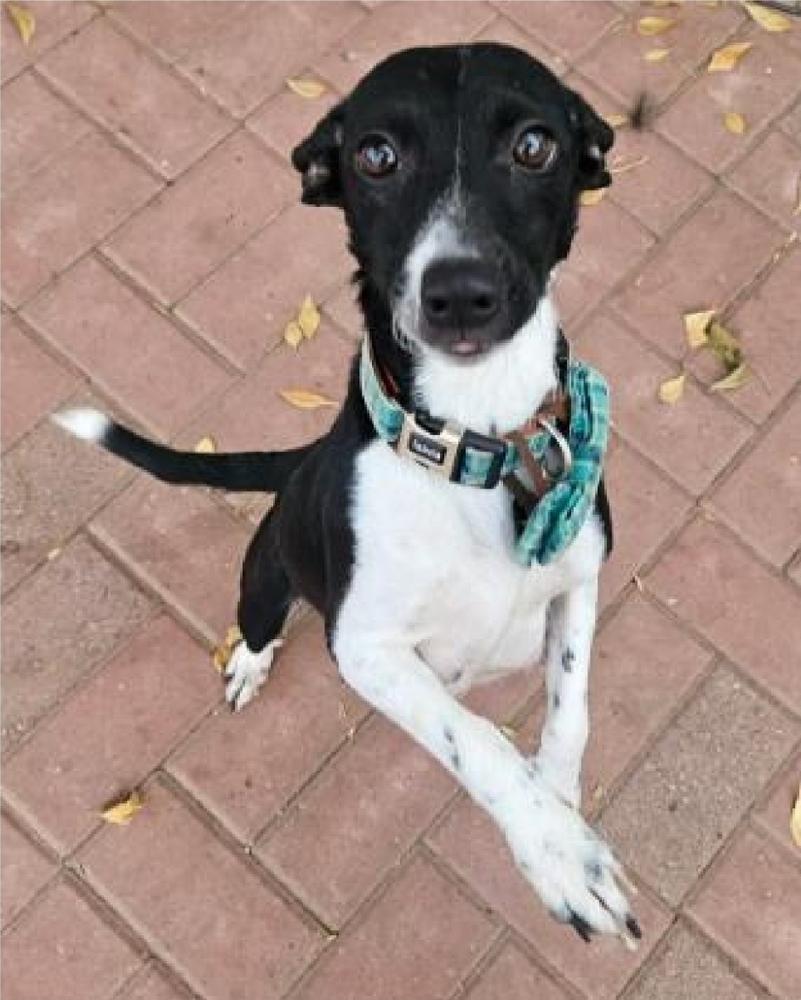 Enlarge Shelly, a Adoptable mixed breed in Sedalia, CO image 6/6