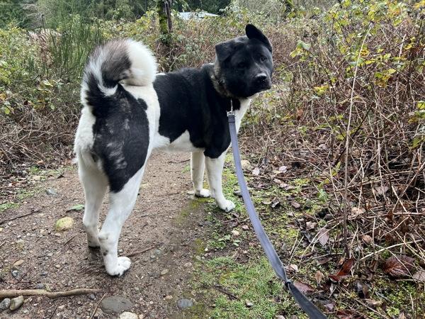 Ceecee - In Foster, Adoptable, Adult Female Akita.