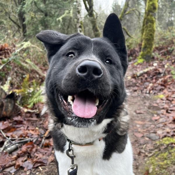 Enlarge Ceecee - In Foster, a Adoptable mixed breed in Silverdale, WA image 2/4