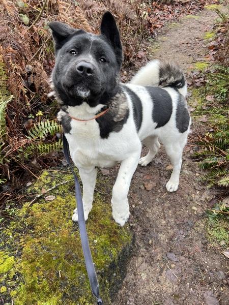 Ceecee - In Foster — thumbnail 4