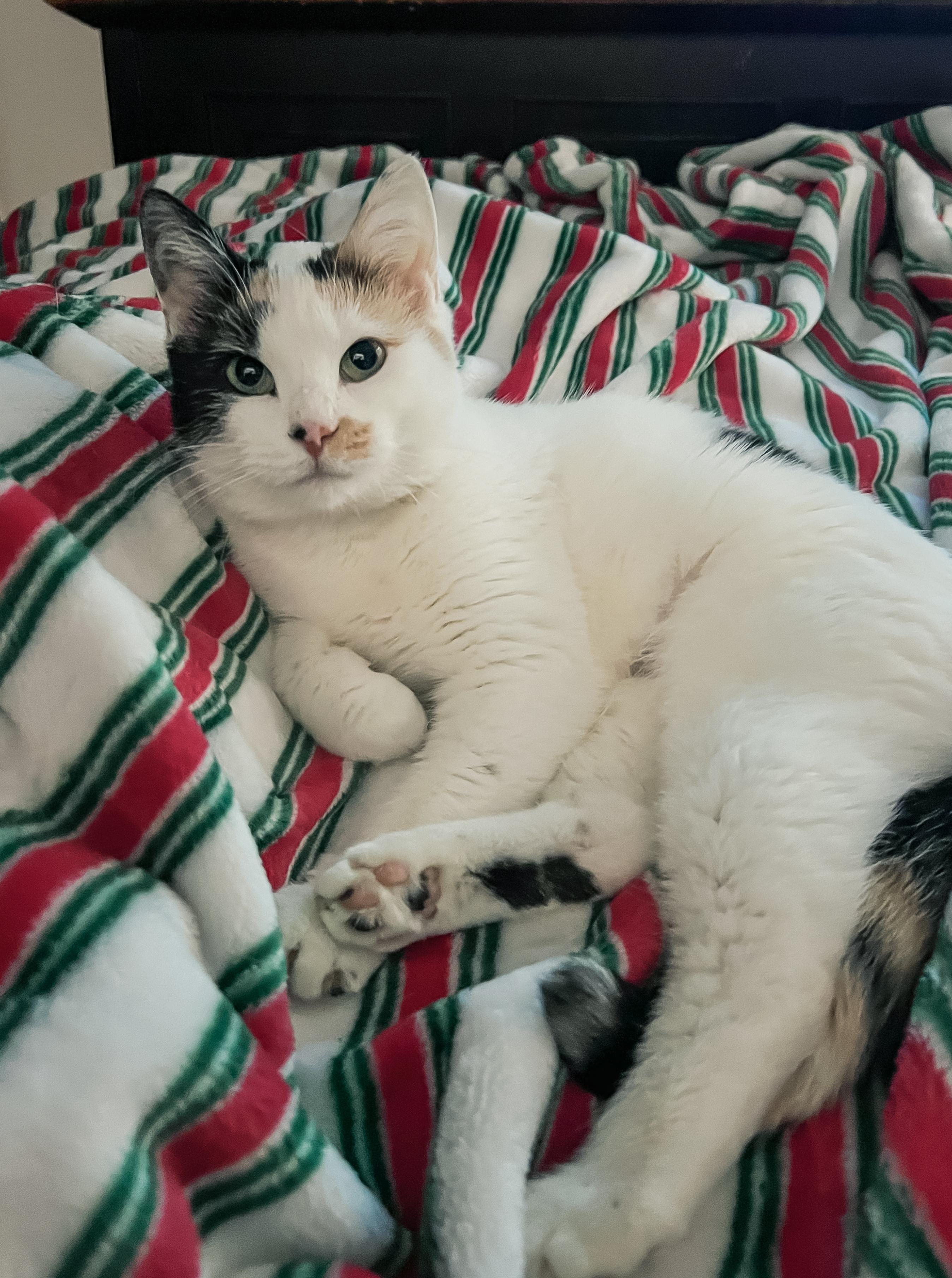 Enlarge Confetti, a Adoptable Calico in Howell, MI image 3/5