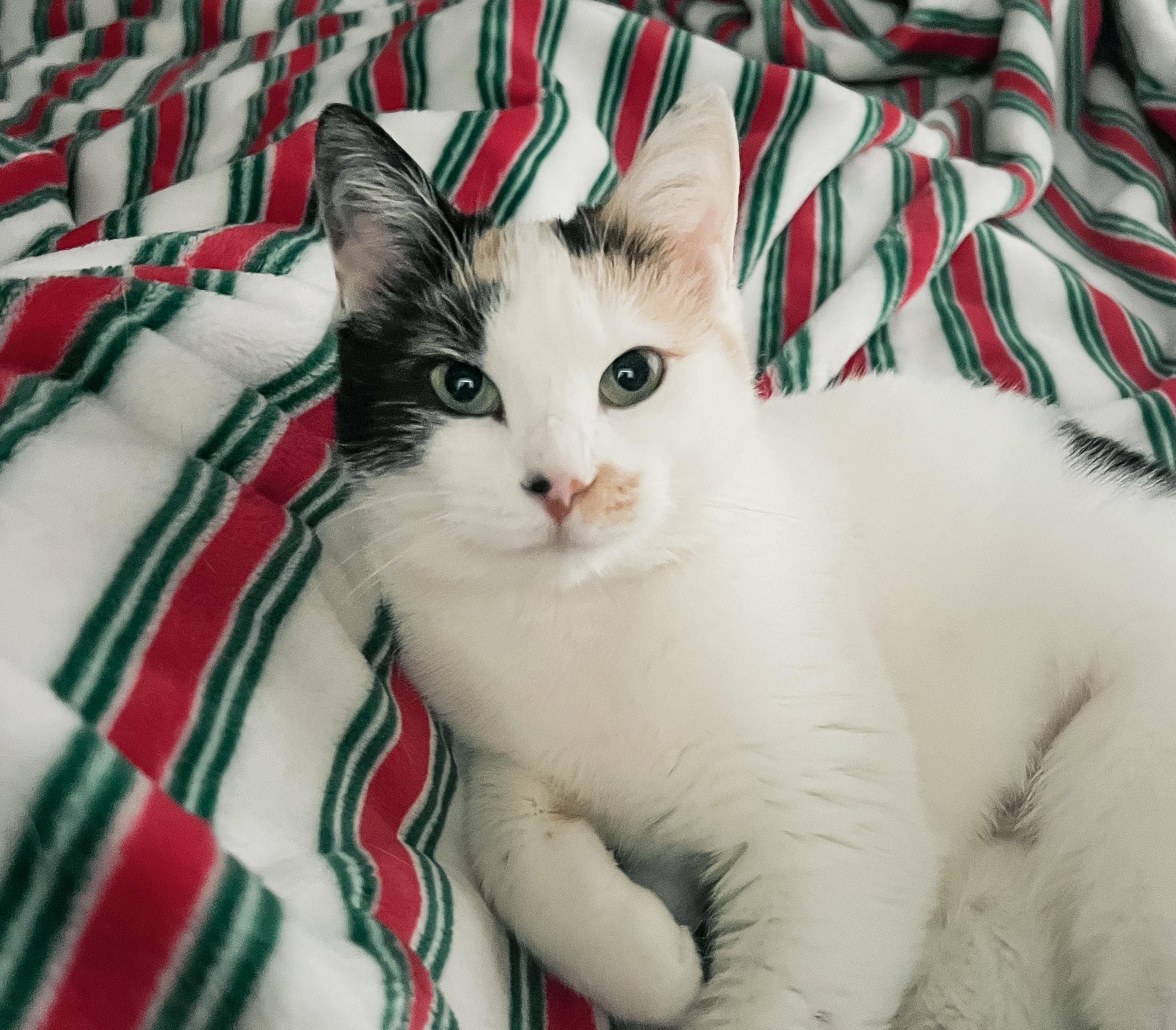 Enlarge Confetti, a Adoptable Calico in Howell, MI image 1/5