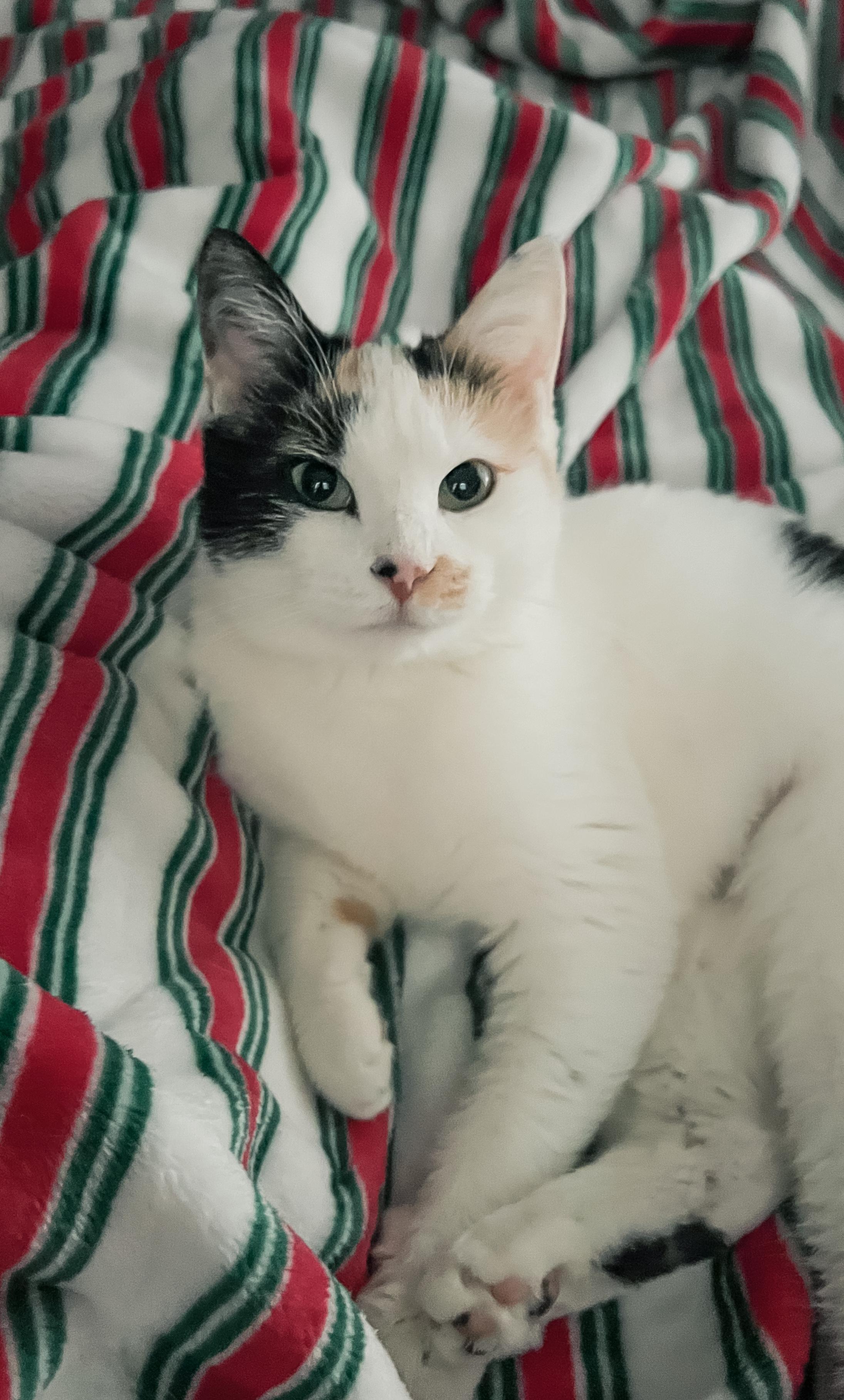 Enlarge Confetti, a Adoptable Calico in Howell, MI image 4/5
