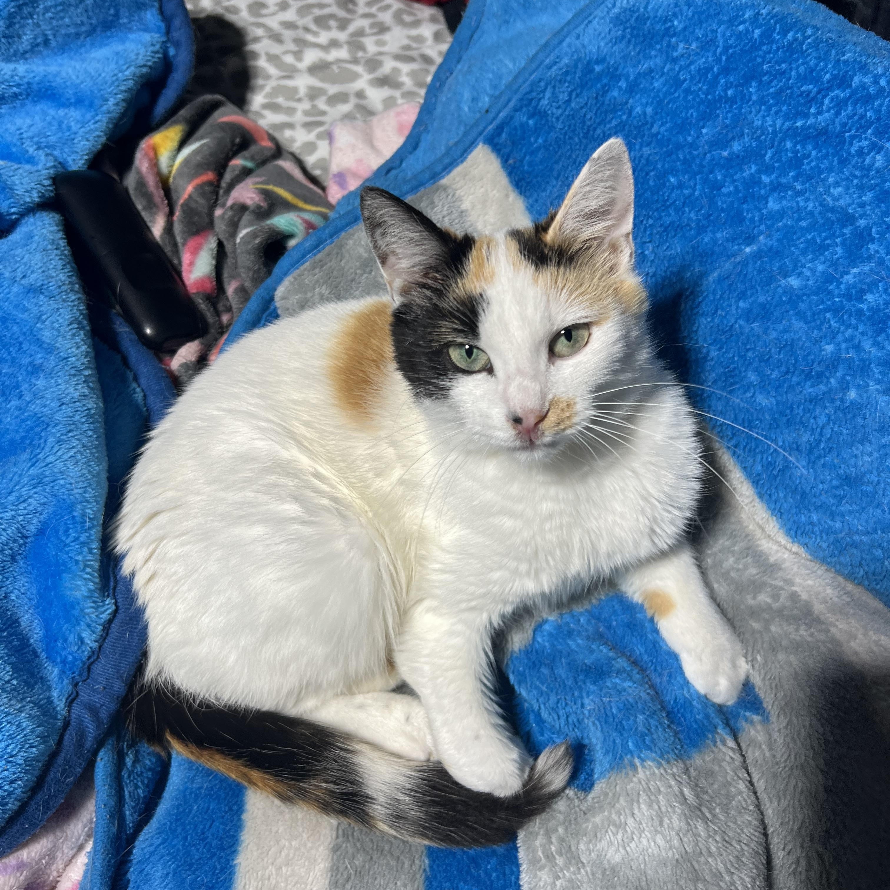 Enlarge Confetti, a Adoptable Calico in Howell, MI image 2/3