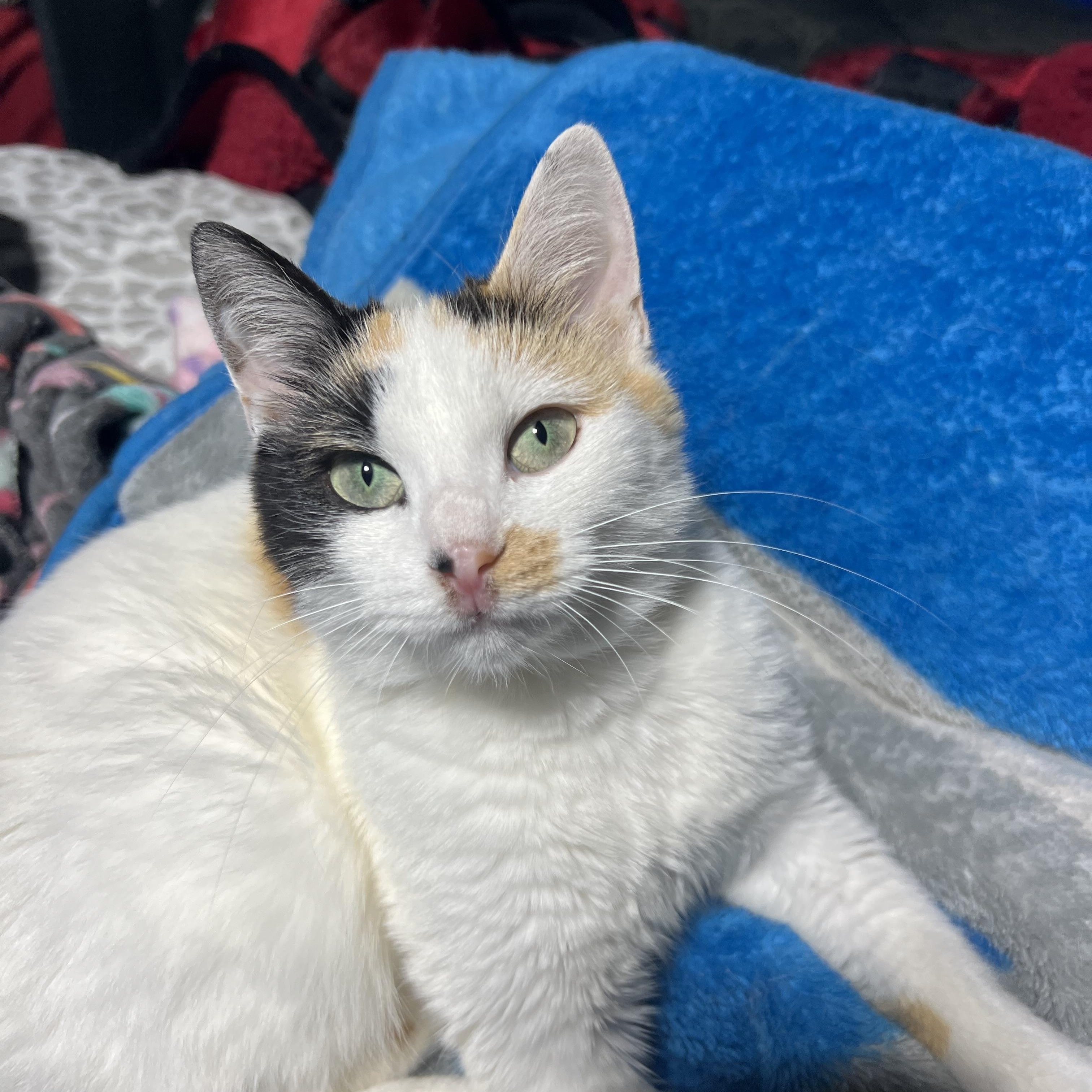 Confetti, Adoptable, Young Female Calico.