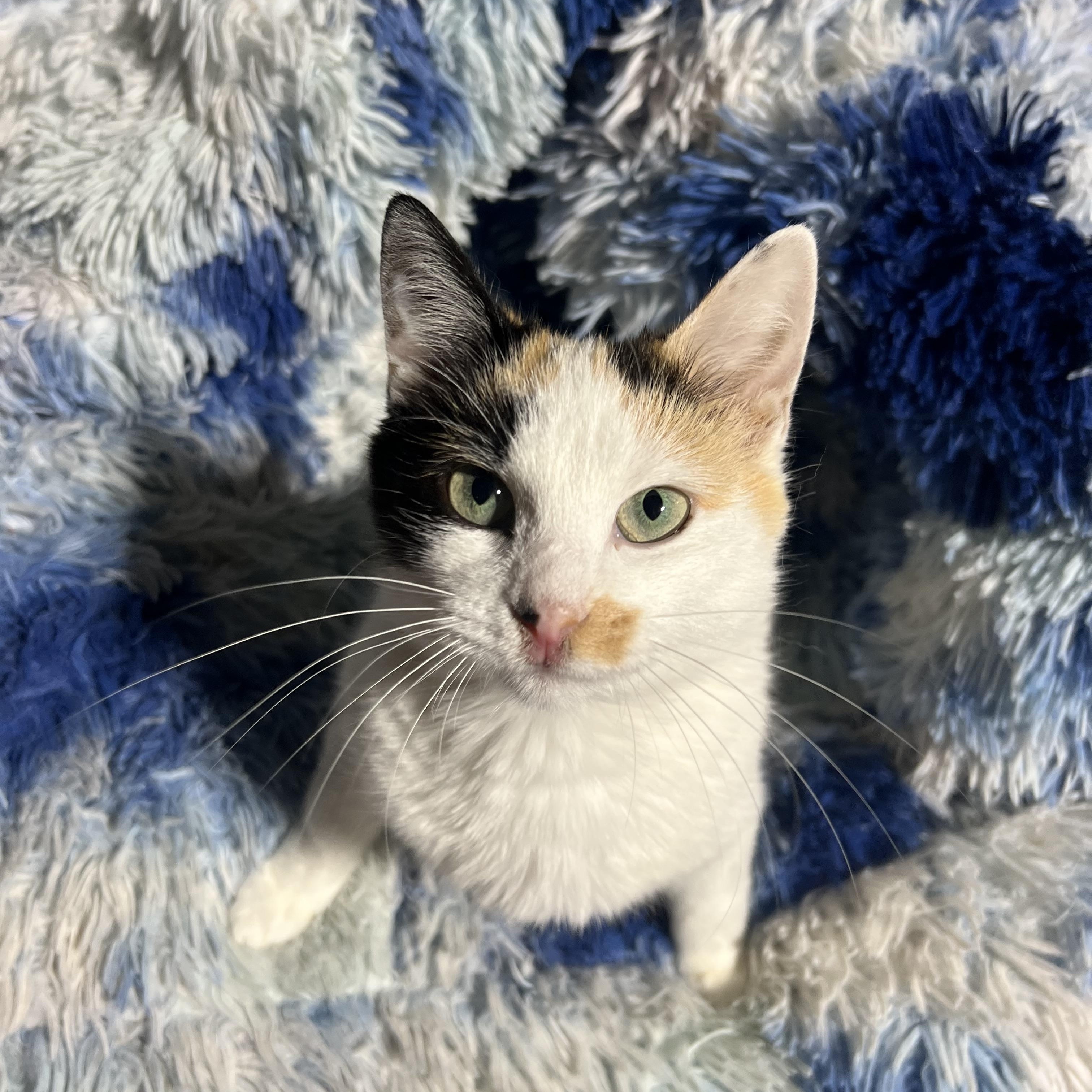 Enlarge Confetti, a Adoptable Calico in Howell, MI image 3/3