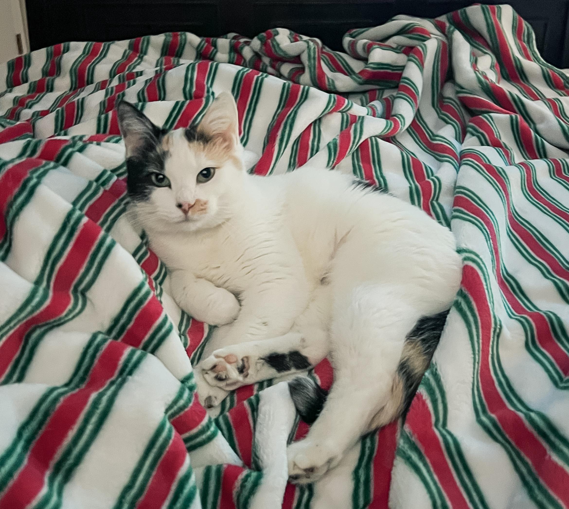 Enlarge Confetti, a Adoptable Calico in Howell, MI image 5/5