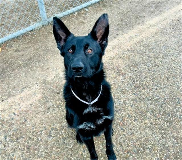 Enlarge LORENZO, a Adoptable mixed breed in Houston, TX image 1/1