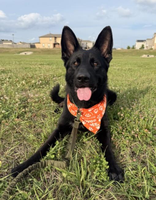 Enlarge LORENZO, a Adoptable mixed breed in Houston, TX image 1/1