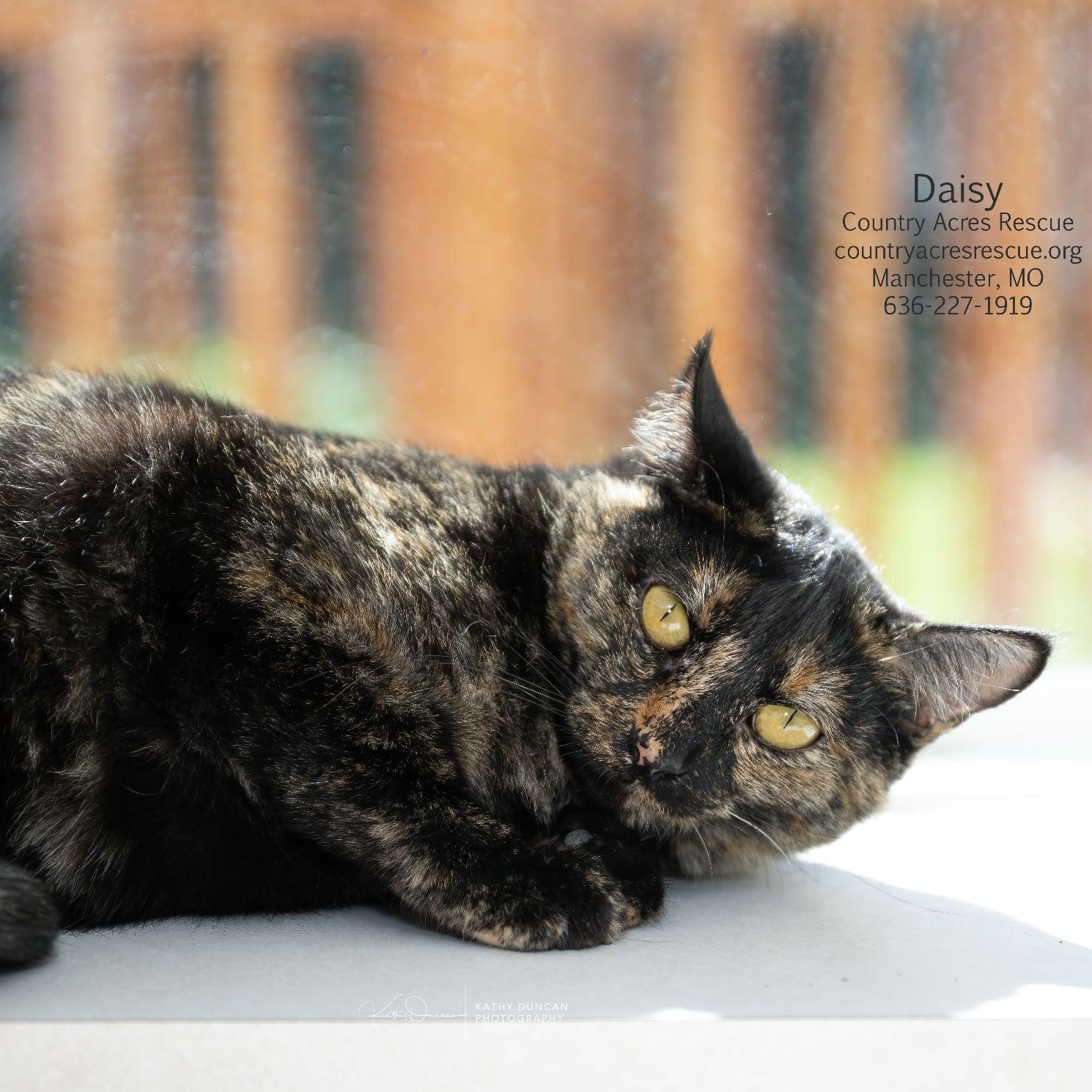 Enlarge Daisy, a Adoptable Domestic Short Hair in Manchester, MO image 3/3