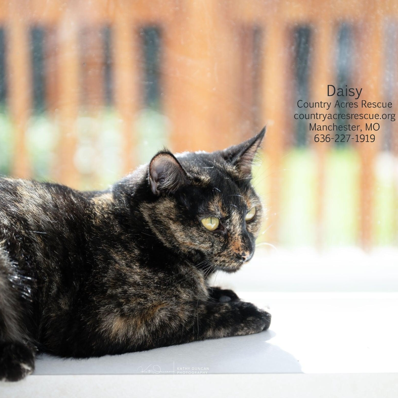 Enlarge Daisy, a Adoptable Domestic Short Hair in Manchester, MO image 1/3
