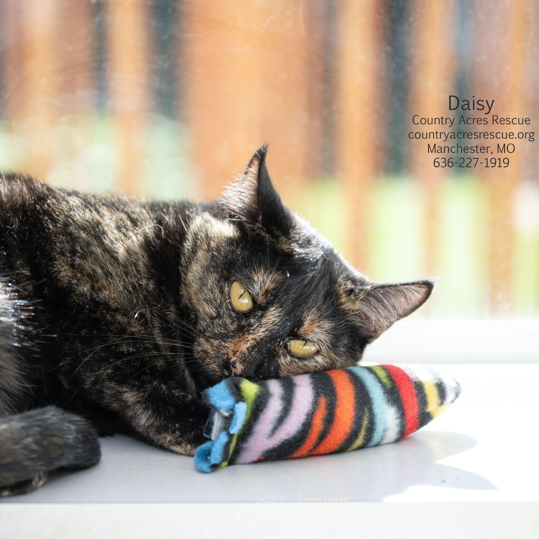 Enlarge Daisy, a Adoptable Domestic Short Hair in Manchester, MO image 2/3