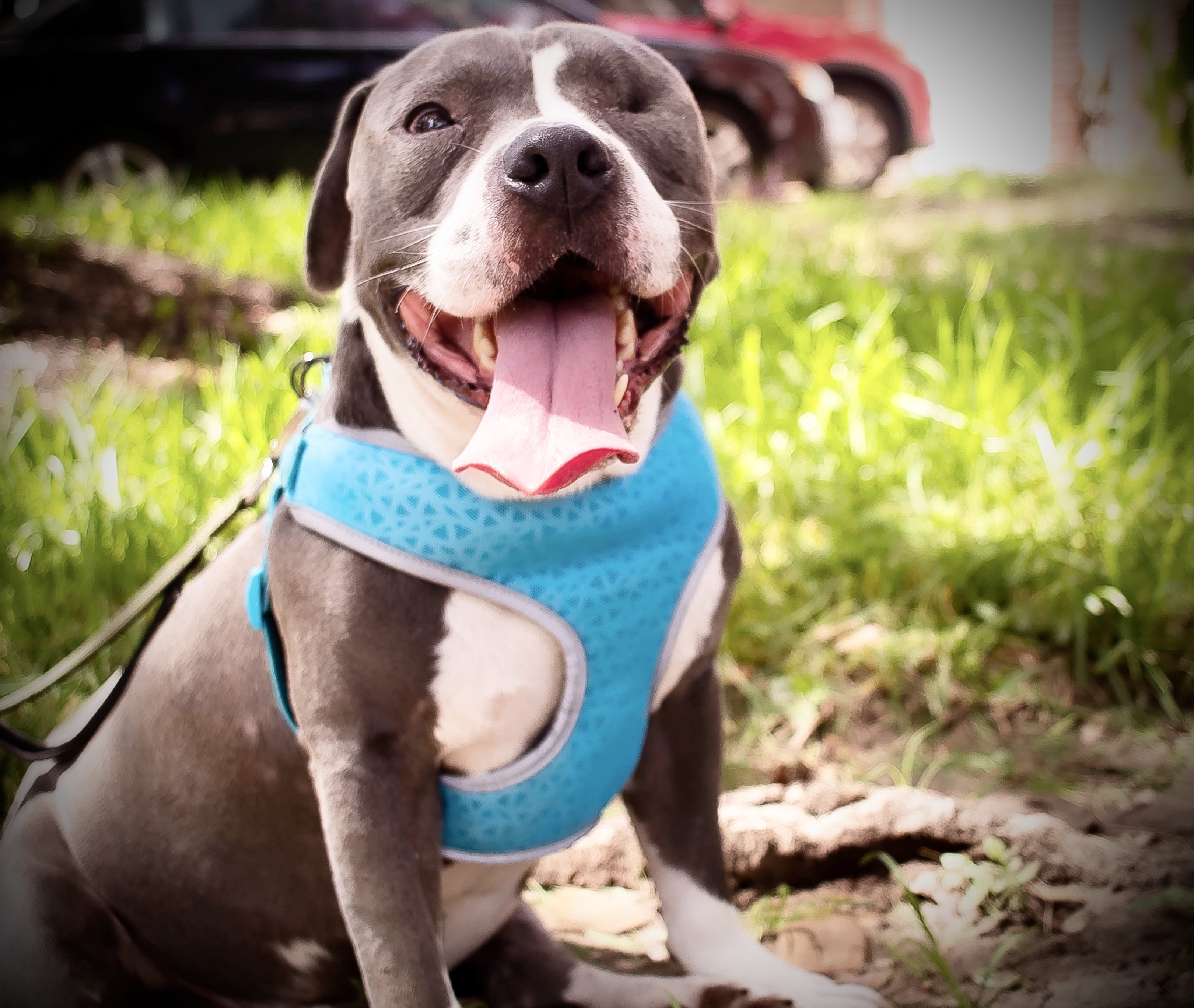 Enlarge Jasperi WV9864-T  LOCAL Adoption Event in Woodinville 2/22, a Adoptable mixed breed in Woodinville, WA image 2/6