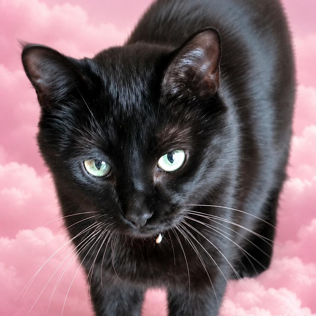 Lisa, adopted, Young Female Domestic Short Hair.