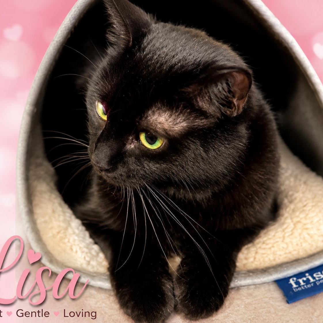Enlarge Lisa, an adopted Domestic Short Hair in Charlotte, NC image 2/4