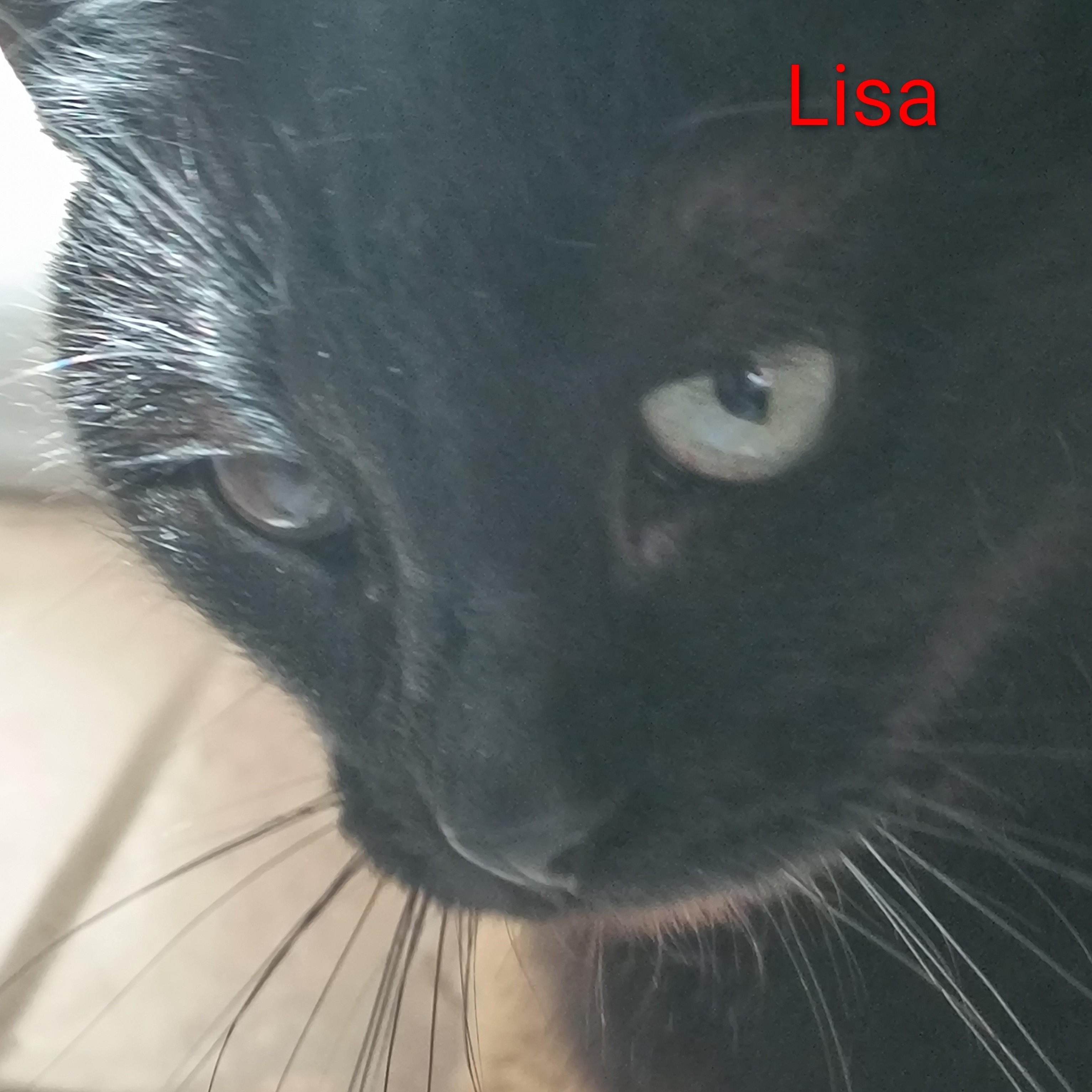Enlarge Lisa, an adopted Domestic Short Hair in Charlotte, NC image 4/4