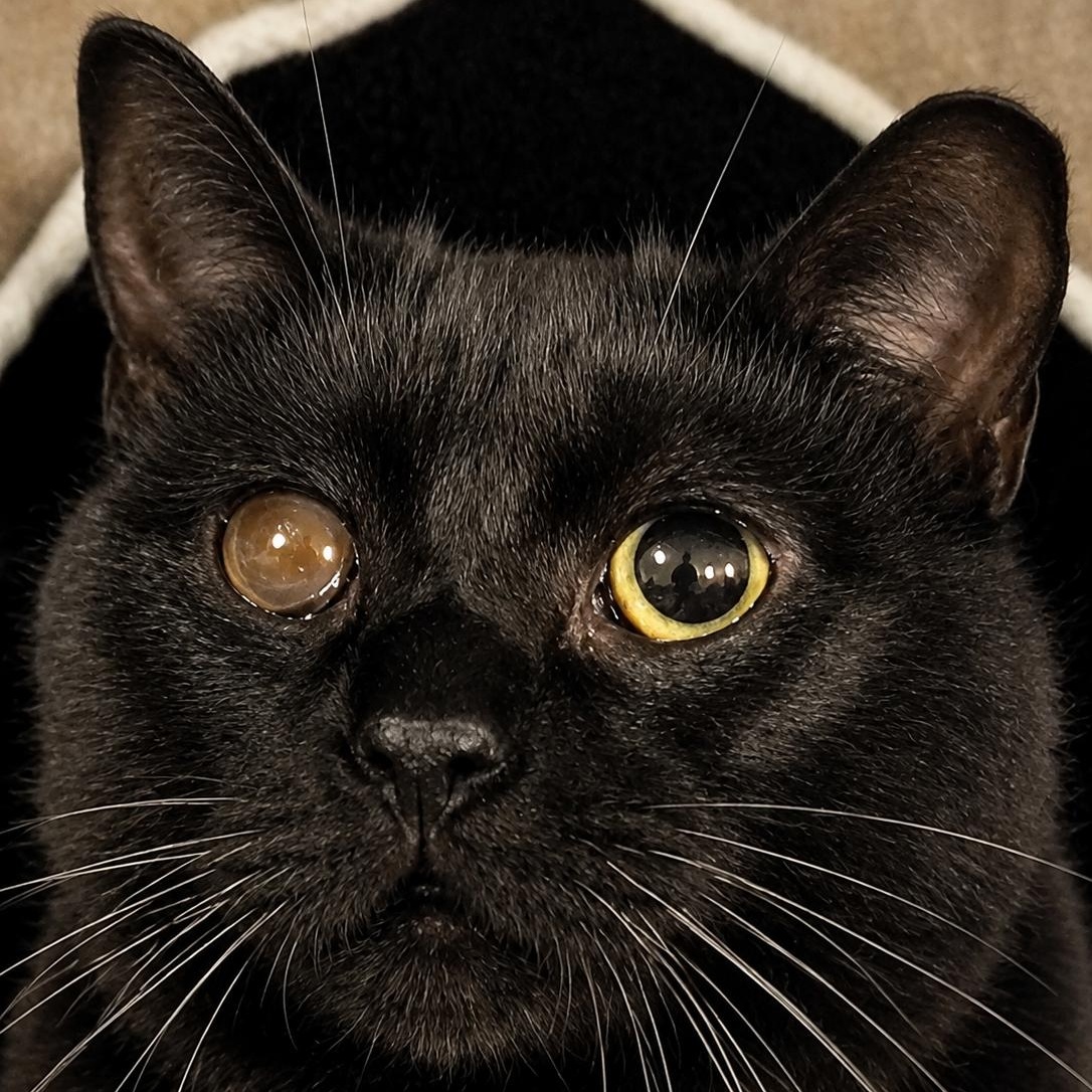 Enlarge Lisa, an adopted Domestic Short Hair in Charlotte, NC image 3/4