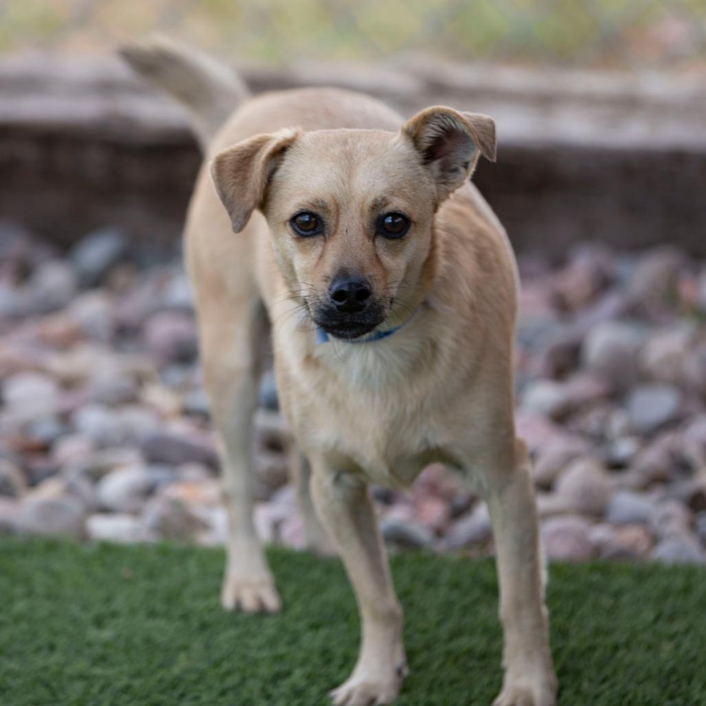 Enlarge Tanner (AG26-212), a Adoptable mixed breed in Peyton, CO image 1/6