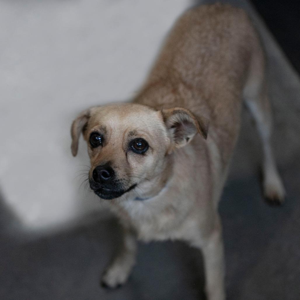 Enlarge Tanner (AG26-212), a Adoptable mixed breed in Peyton, CO image 2/6