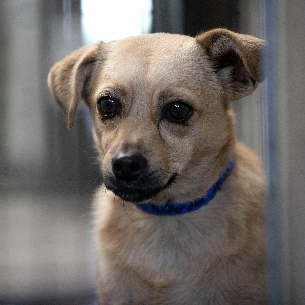 Enlarge Tanner (AG26-212), a Adoptable mixed breed in Peyton, CO image 3/6