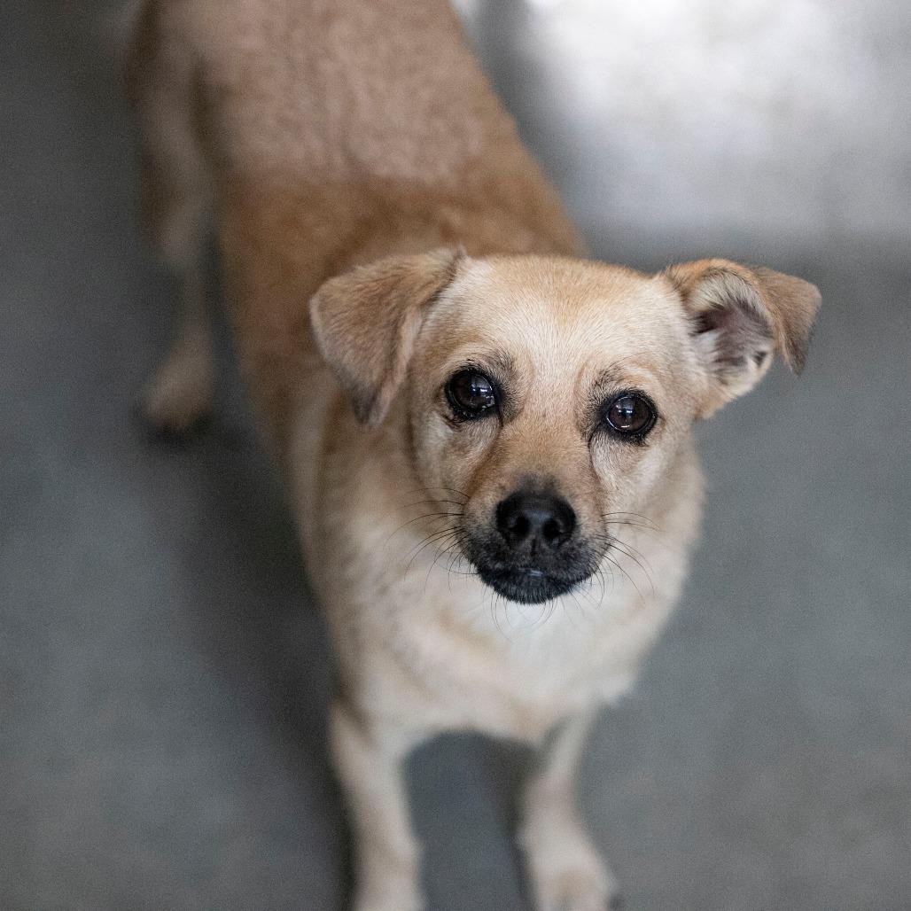 Enlarge Tanner (AG26-212), a Adoptable mixed breed in Peyton, CO image 4/6