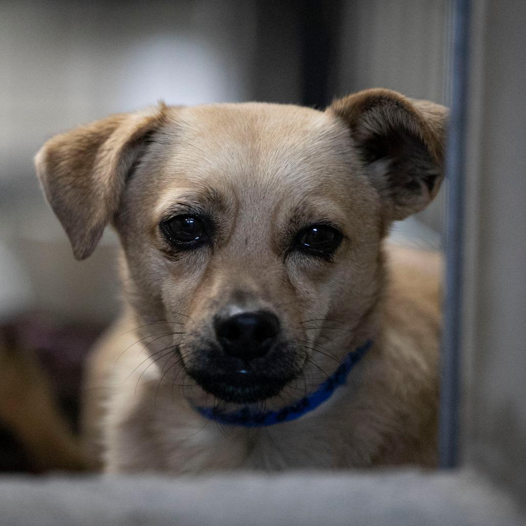 Enlarge Tanner (AG26-212), a Adoptable mixed breed in Peyton, CO image 5/6
