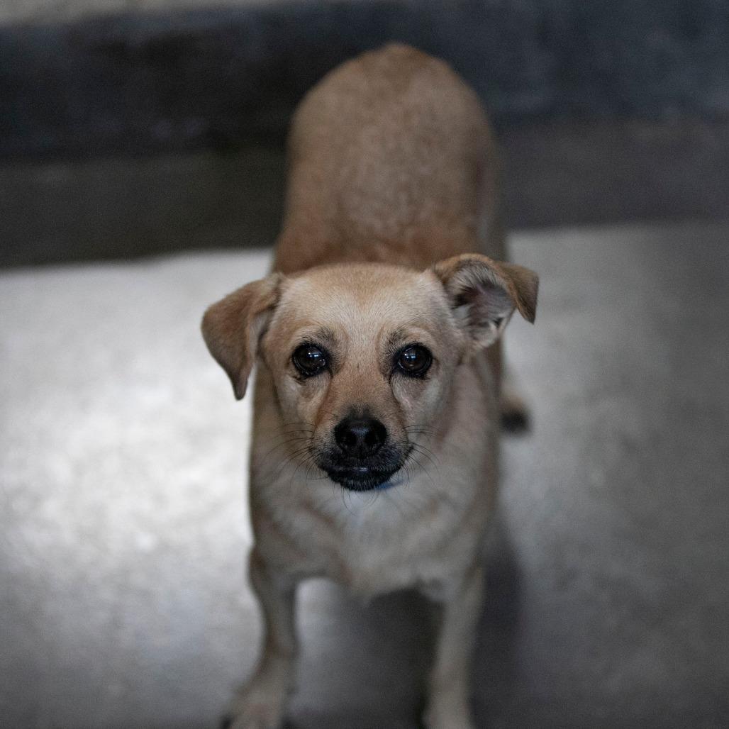 Enlarge Tanner (AG26-212), a Adoptable mixed breed in Peyton, CO image 6/6