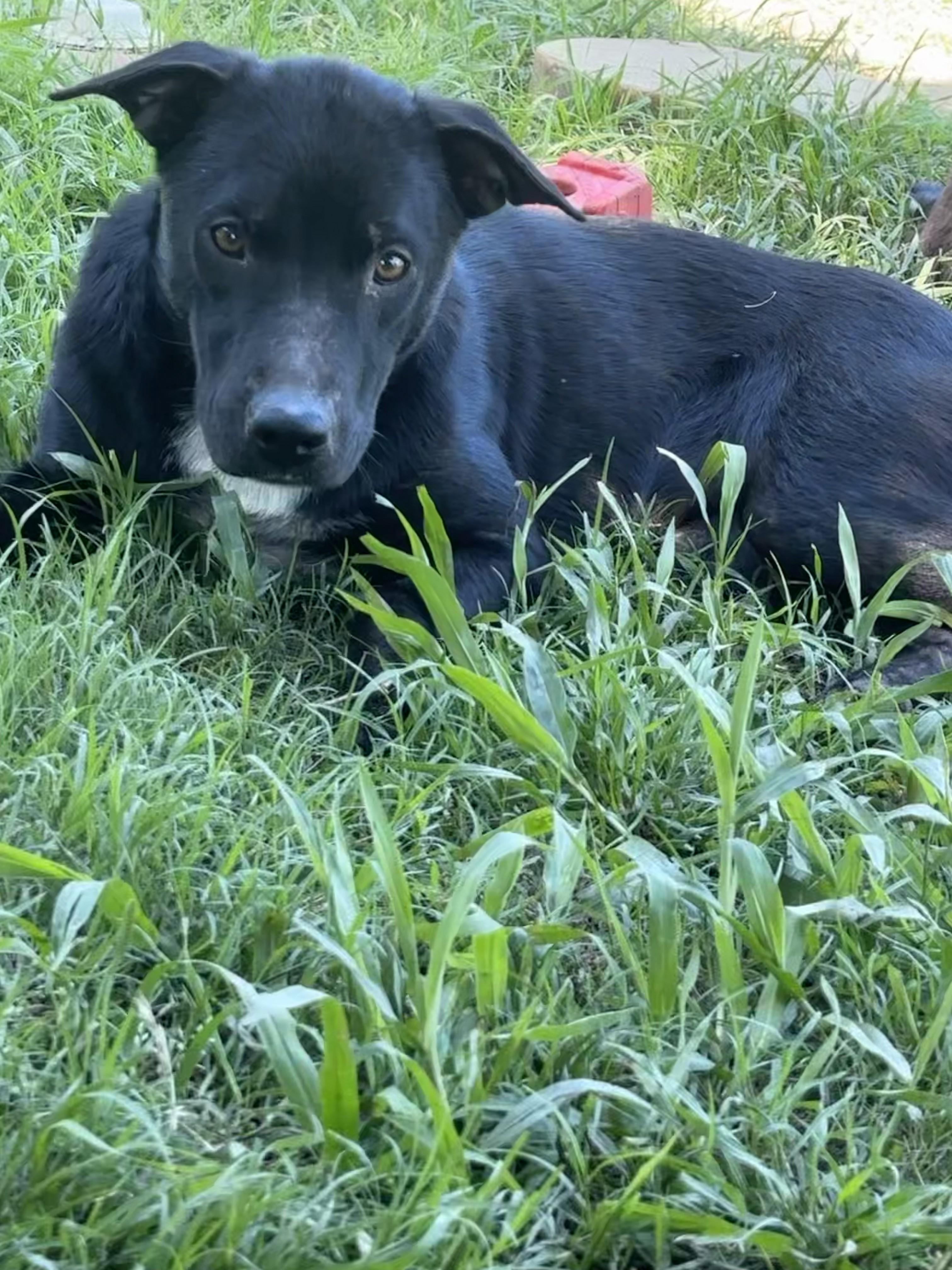 Enlarge Nala, a Adoptable mixed breed in Joshua, TX image 1/1
