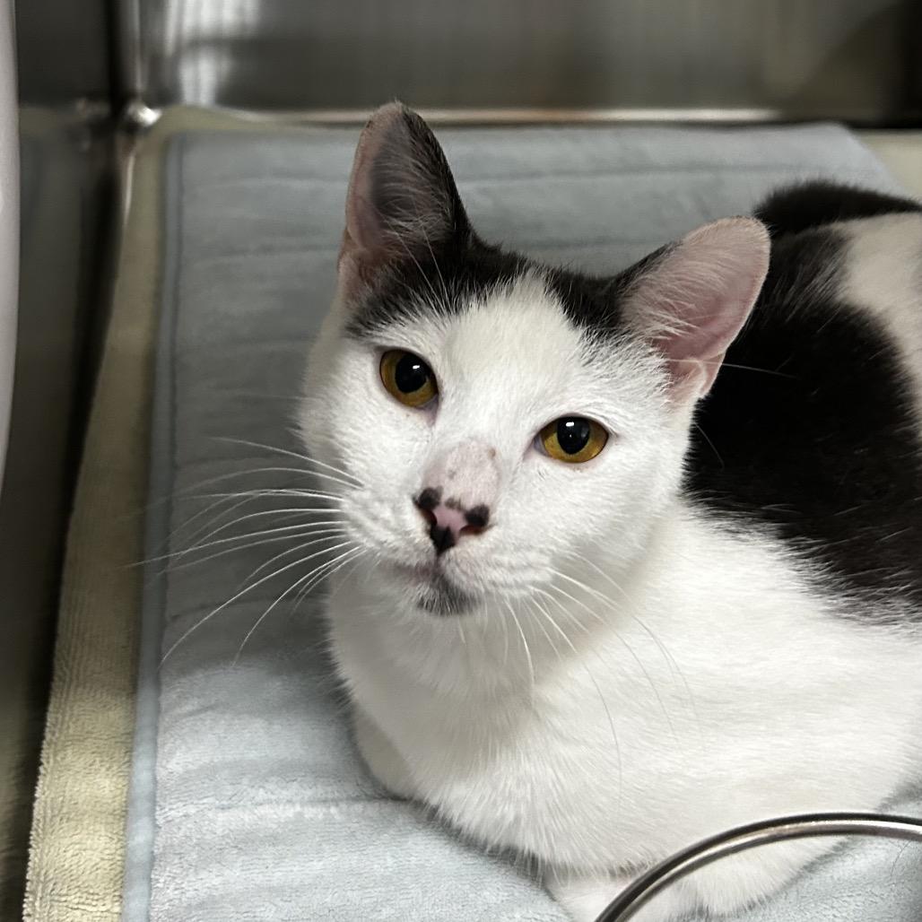 Enlarge Charmaine, a Adoptable Domestic Short Hair in Pensacola, FL image 1/3