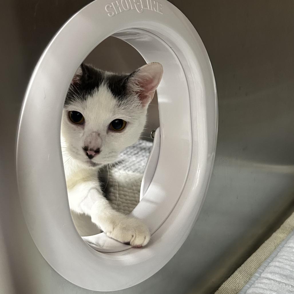 Enlarge Charmaine, a Adoptable Domestic Short Hair in Pensacola, FL image 2/3